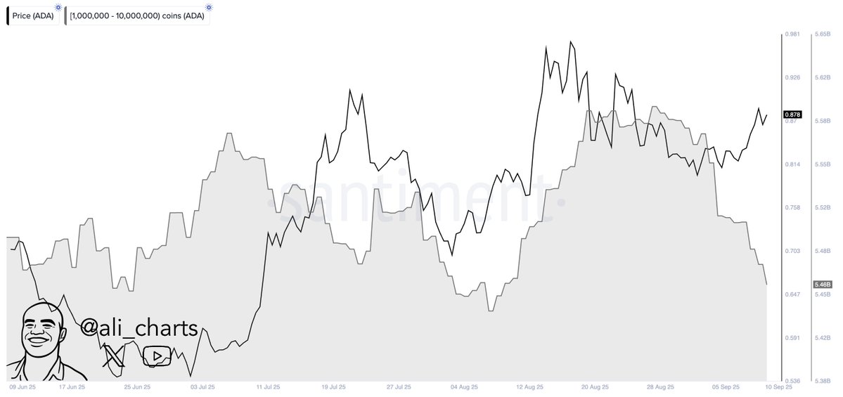 2x’lik Senaryonun Masada Olduğu Cardano’da ADA Balinaları Farklı Davrandı